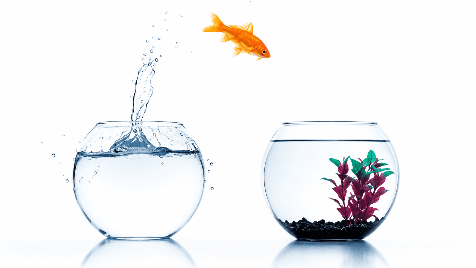 A goldfish leaping from one glass bowl toward another.